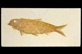 Fossil Fish (Knightia) - Green River Formation - Wyoming #136746-1